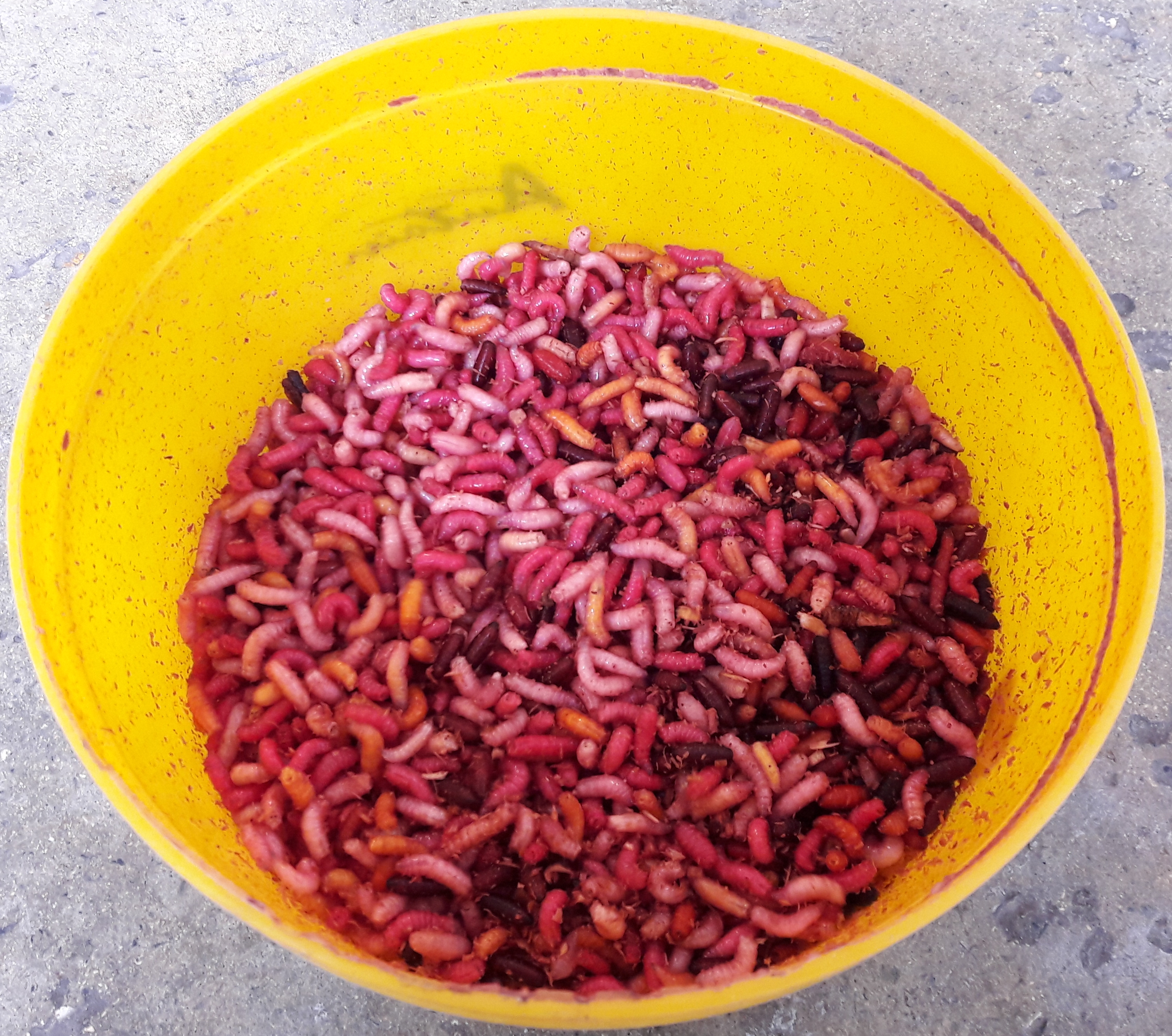 Produire ses asticots