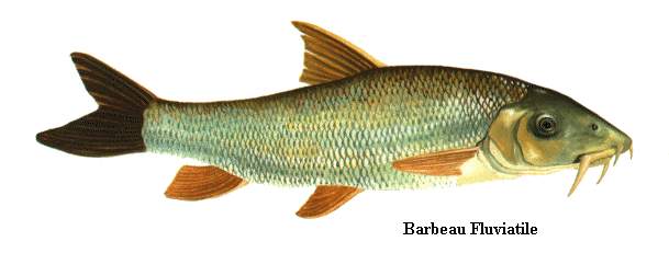 Barbeau, Barbus barbus